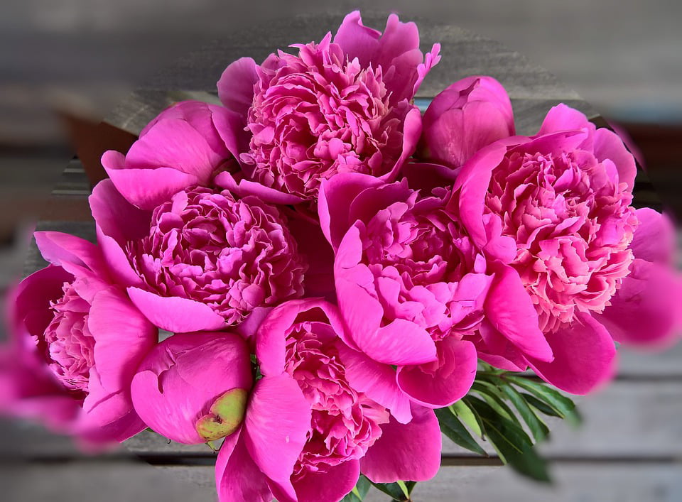 Dark Pink Large Flowers Pink Flower Peony Bouquet 20 Inch By 30 Inch