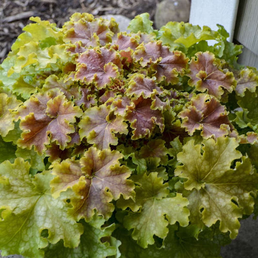 Dolce® Apple Twist -Coral Bells- Heuchera- Proven Winners - Gallon Pot