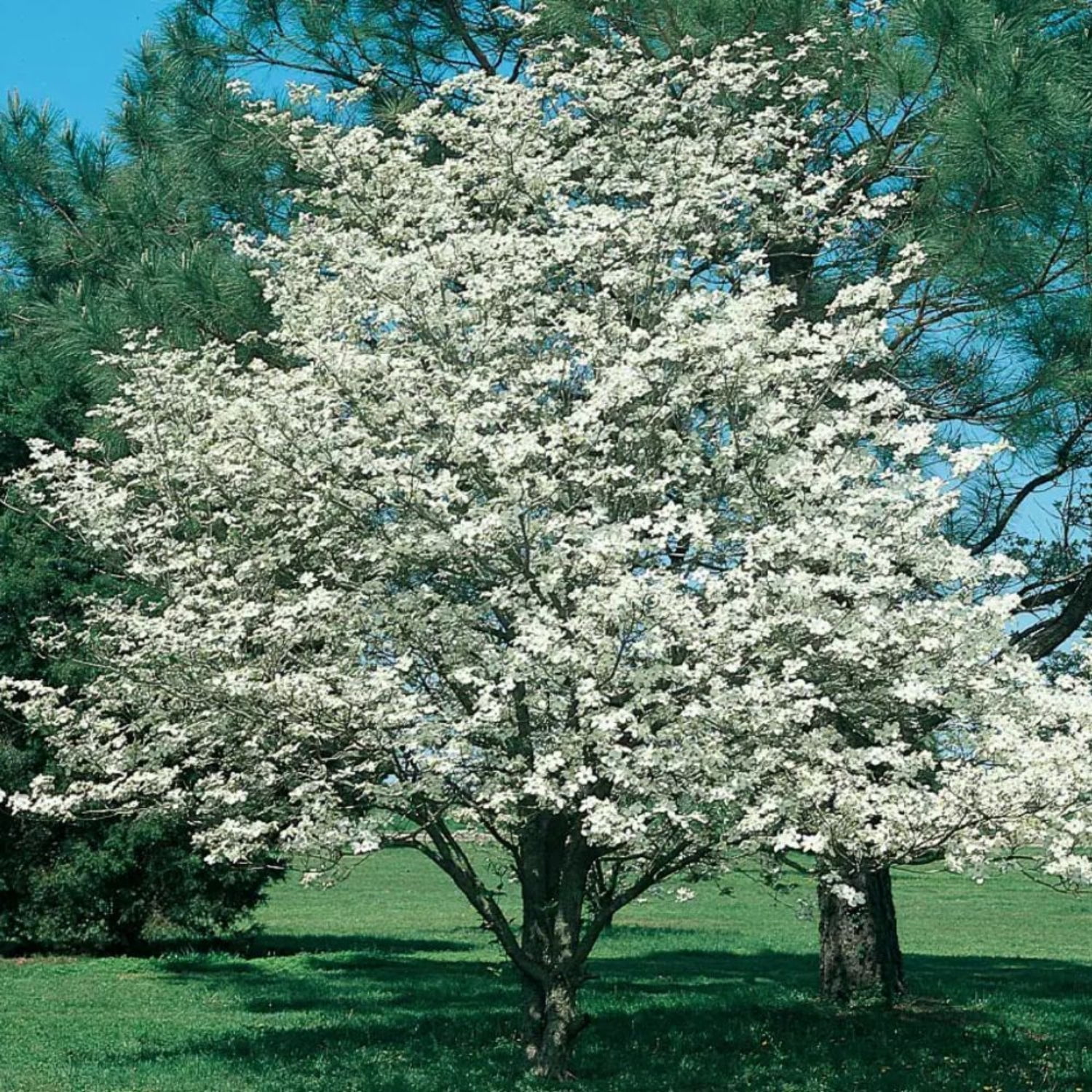 Expert Gardener 2-3 ft. Tall Cellestial White Dogwood Live Tree in 3- Gallon Grower Pot