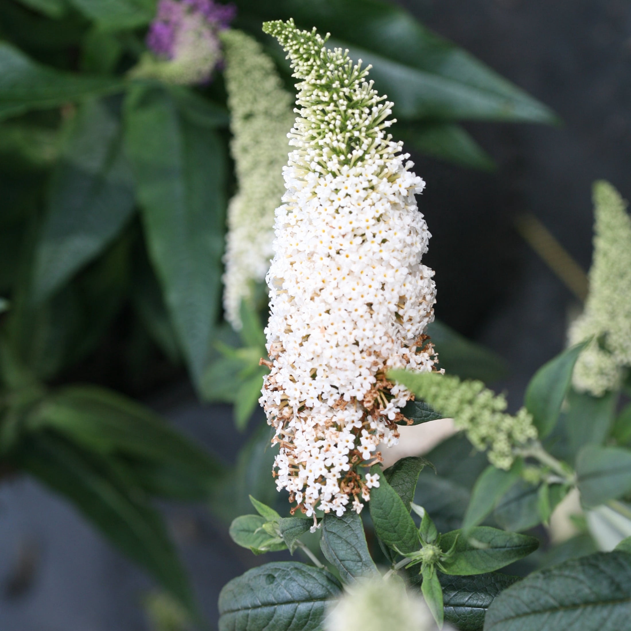 Proven Winners ColorChoice 5" Pugster White Butterfly Bush Live Plant in 4.5" Pot (4 Count)