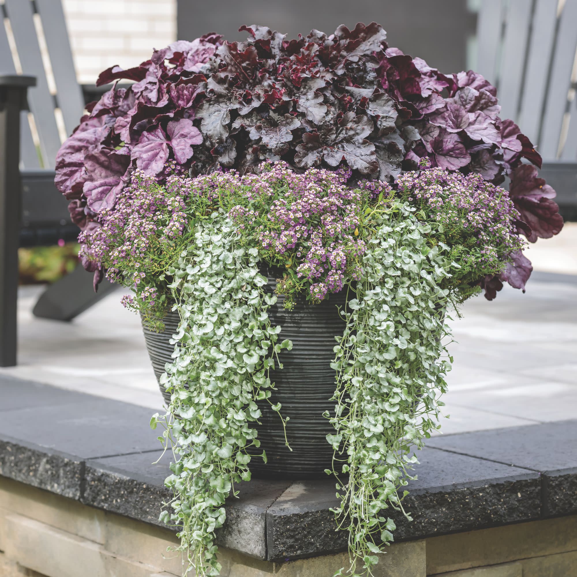 Proven Winners 4" Purple Violet Knight Sweet Alyssum Live Plant in 4.25" Pot (4 Count)
