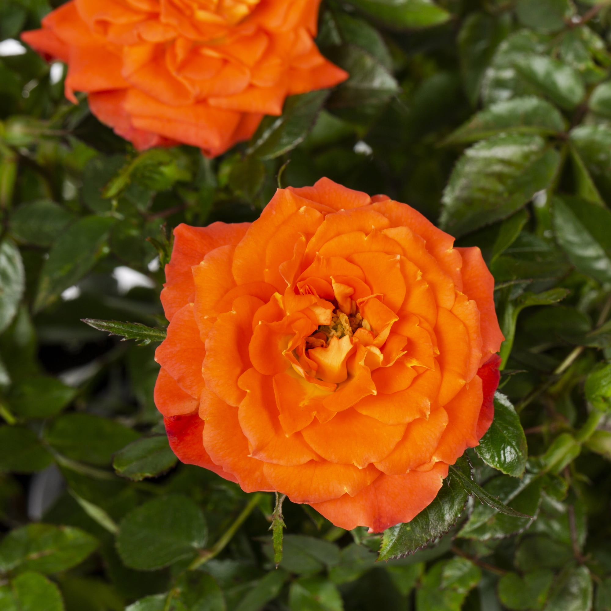 Expert Gardener SunblazeÂ® Mini Rose 1.25G Orange Flowering Shrub
