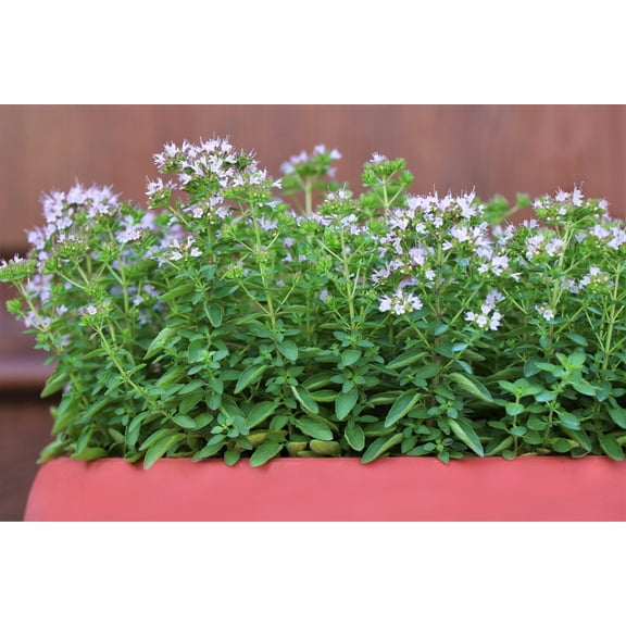 2000 SWEET MARJORAM Origanum Majorana Herb Flower Seeds