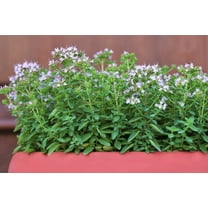 2000 SWEET MARJORAM Origanum Majorana Herb Flower Seeds