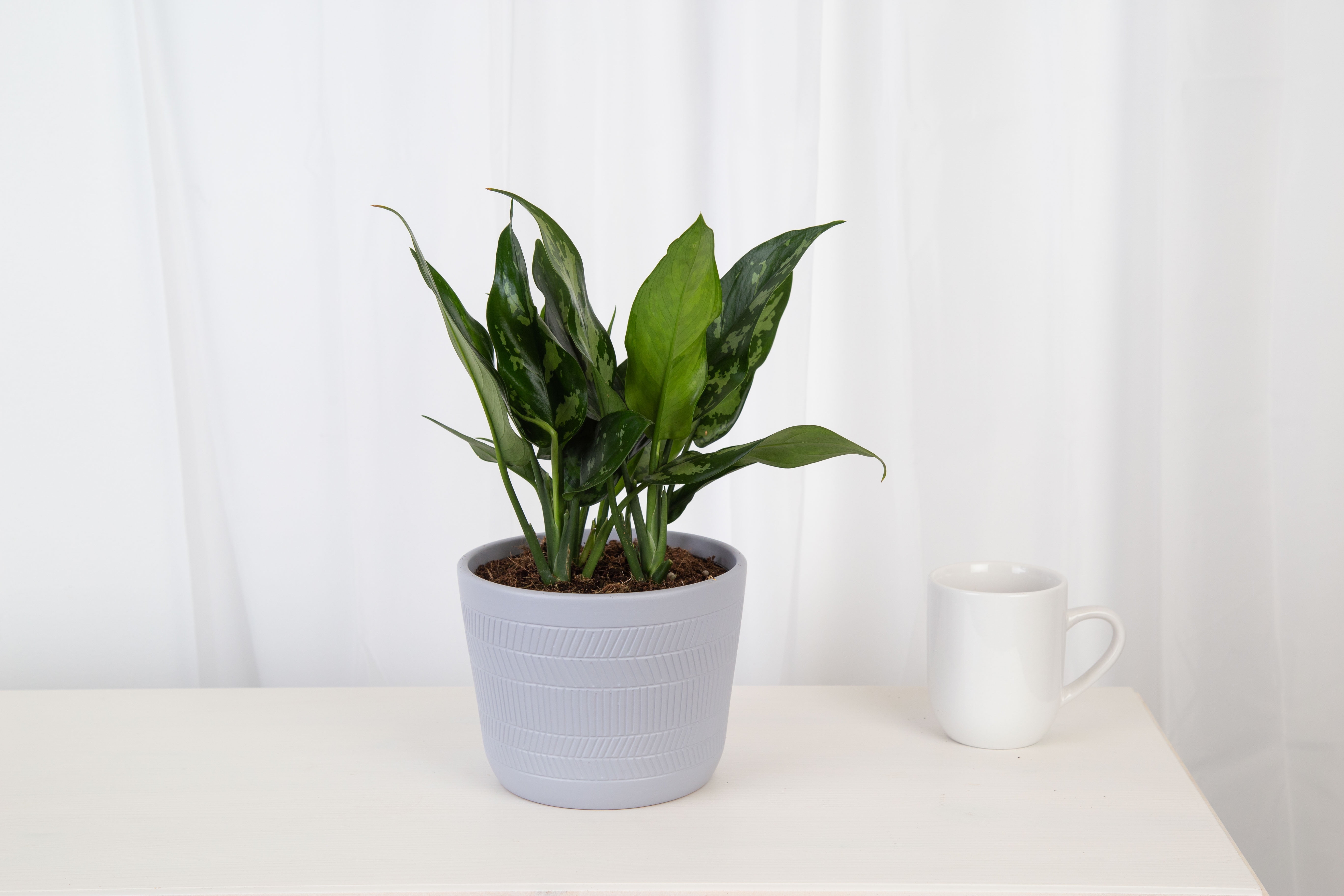 Plants with Benefits Live 14in. Tall Multi-Color Aglaonema; 6in. Ceramic Pot