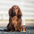 thumbnail image 4 of Best Shot Pet ONE Shot Dry Clean Spray, 32 oz, 4 of 4
