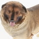 thumbnail image 4 of Figura de perro modelo animal realista estatua de perro pastor realista modelo de cachorro falso, 4 of 4