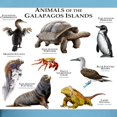 thumbnail image 3 of CafePress - Animals Of The Galapagos Islands Fitted T Shirt - Fitted T-Shirt, Vintage Fit Soft Cotton Tee, 3 of 4