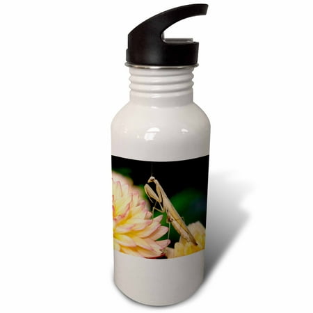 

3dRose Tan colored praying mantis insect Boise Idaho - US13 DFR1071 - David R. Frazier Sports Water Bottle 21oz