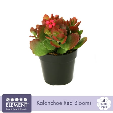 Element Live Plant Kalanchoe Blossfeldiana Succulent Color Succulent in 4in Pot