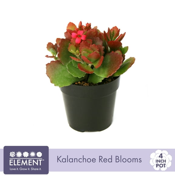 Element Live Plant Kalanchoe Blossfeldiana Succulent Color Succulent in 4in Pot
