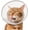 Grey, variant on Cat Cone Collar Soft: Comfortable Waterproof Mesh Recovery Cone After Surgery to Stop Licking and Scratch, Alternative to Plastic Elizabeth Head/Neck Cone Blue,S