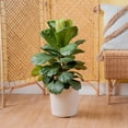 thumbnail image 4 of Costa Farms 36" Ficus Lyrata Bush Live House Plant in 8.75" Decor Pot, 4 of 10