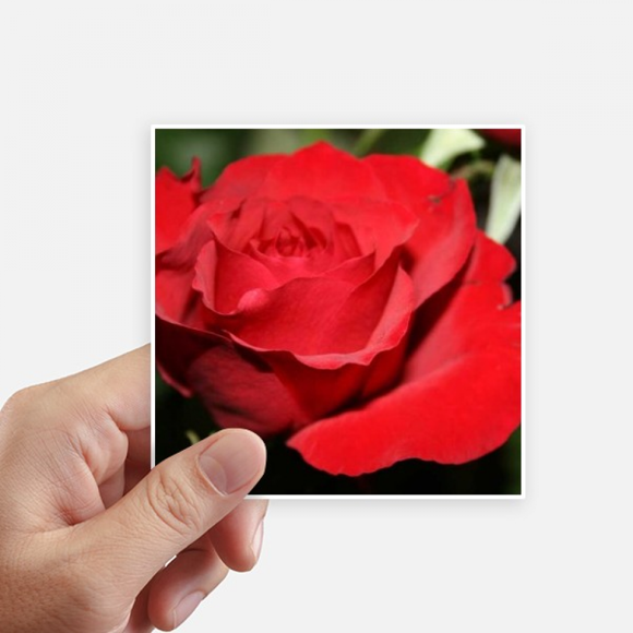 Red Big-sized Roses Flowers Sticker Square Waterproof Stickers Wallpaper Car Decal
