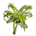 Bonnie Curly Spider Plant, Variegated Curly Leaves, Easy to care and