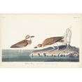 thumbnail image 2 of Audubon, John James 24x17 Black Ornate Wood Framed with Double Matting Museum Art Print Titled - Pl. 209 Wilsons Plover, 2 of 4