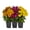 Orange, Purple, Yellow, variant on Expert Gardener Garden Mum Live Plants in Grower Pots, Orange Purple Yellow, 9 Count, 8 in