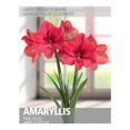 thumbnail image 1 of Amaryllis Pink Rival (1 Bulb), 1 of 2