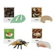 thumbnail image 2 of thinsony Figurines de Cycle de Vie Jouet Éducatif Réaliste pour Fêtes Abeille, 2 of 9