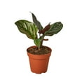 thumbnail image 5 of Calathea Ornata (Pinstripe Calathea) - Live Air-Purifying Indoor Plant in Nursery Pot – Easy Care, Low Maintenance Houseplant for Home & Office Decor, Natural Air Cleaner, Best for Beginners (6"Pot), 5 of 7