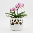 thumbnail image 1 of Maceta Decorativa De Cerámica Esmaltada Para Orquídea Flor De Loto Blanco, 1 of 5