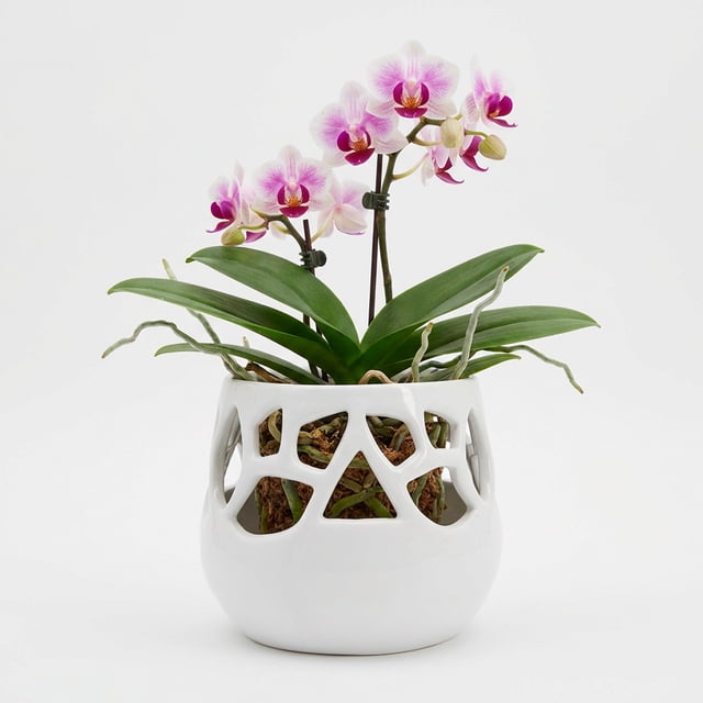 Maceta Decorativa De Cerámica Esmaltada Para Orquídea Flor De Loto Blanco