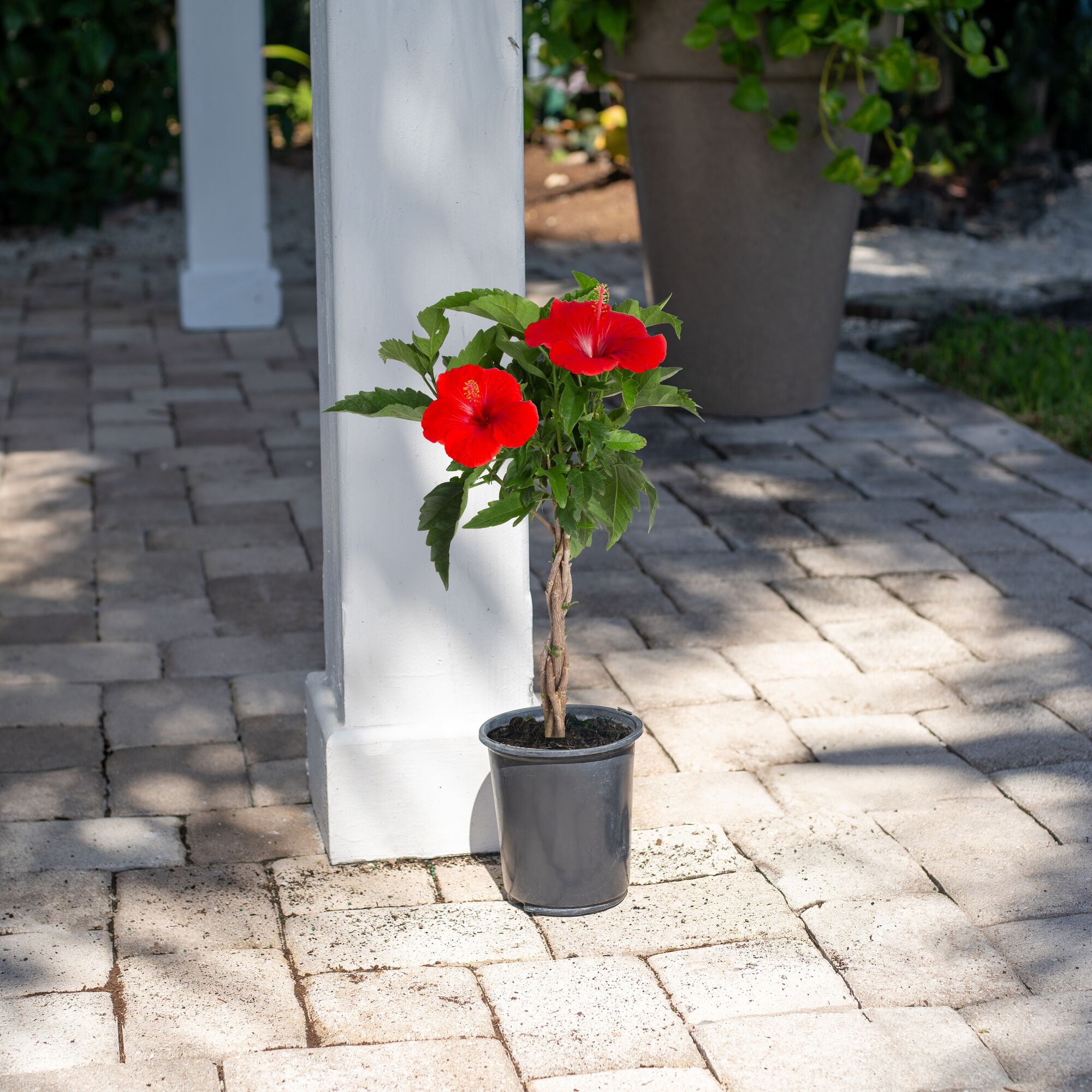 Island Blooms Hibiscus 42" Live Outdoor Plant in 10" Grower Pot