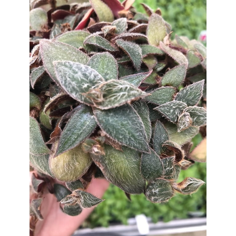 pond plant seeds Thalia dealbata seeds  Univers Aquaponie