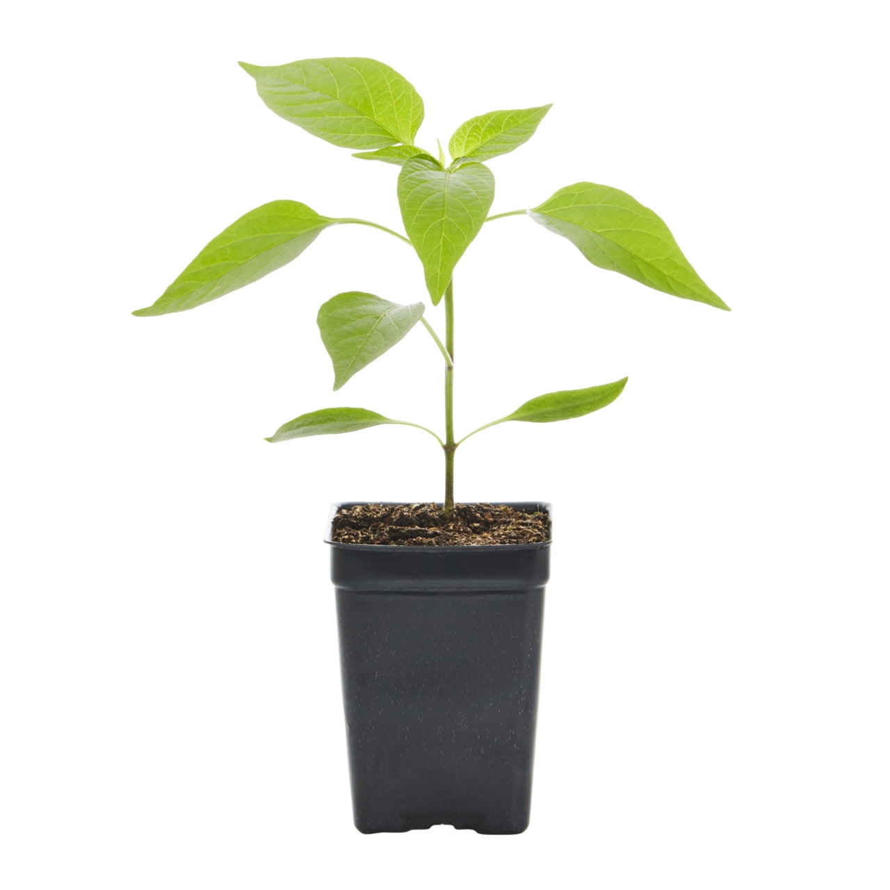 Expert Gardener 1PT Sweet Pepper Live Edible Plant Sun 6-Pack