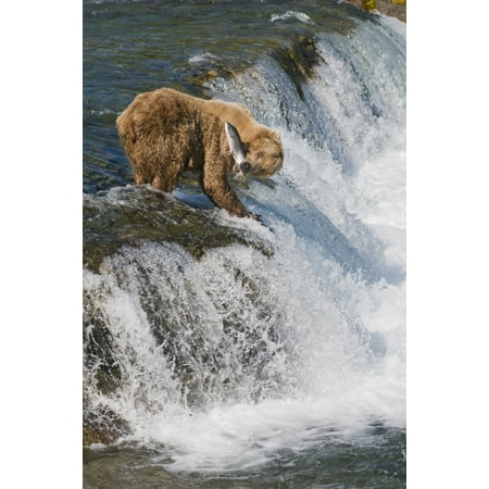 Adult Brown Bear Fishing For Salmon At Top Of Brooks Falls Katmai National Park Southwest Alaska Summer Canvas Art - Kenneth Whitten Design Pics (22 x 34)
