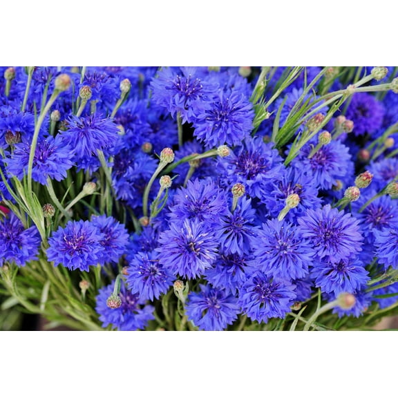 1000 Tall Blue BACHELOR'S BUTTON / CORNFLOWER Centaurea Cyanus Flower Seeds