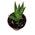 thumbnail image 2 of Shark's Tooth Plant - Red Pagoda - Crassula corymbulosa - 2" Pot, 2 of 2