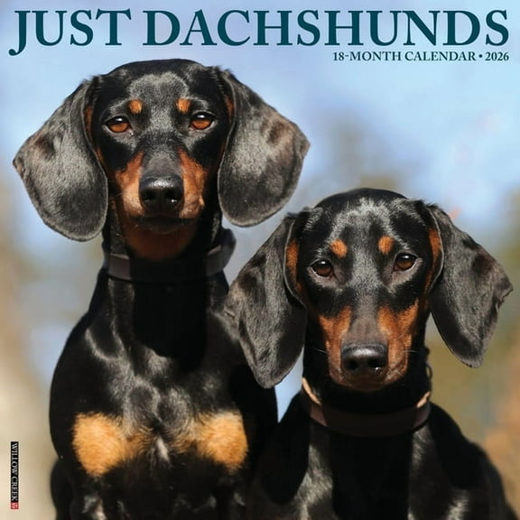 Dachshunds 2026 Wall Calendar, (Paperback)