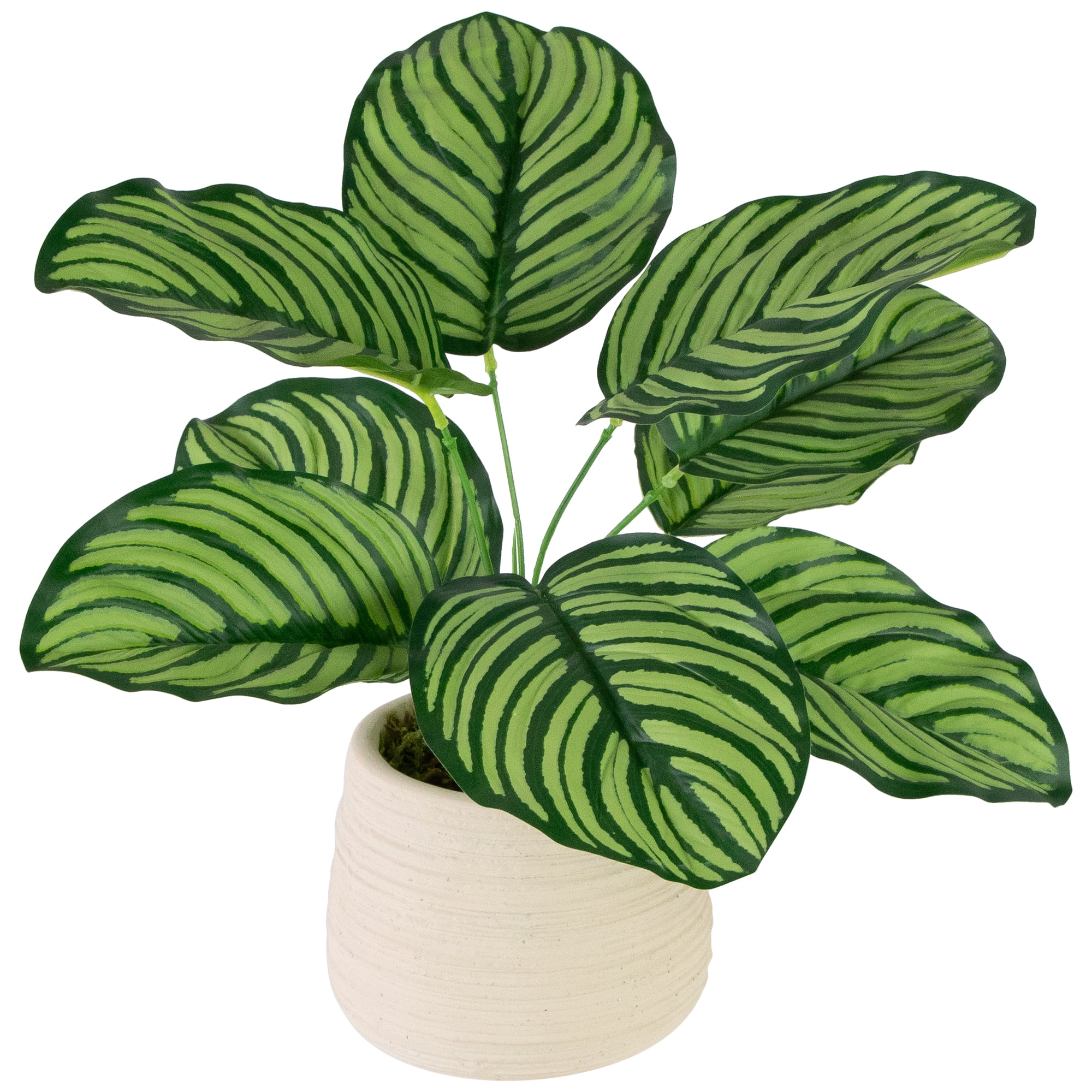 Northlight 13" Artificial Prayer Plant in Beige Ceramic Pot