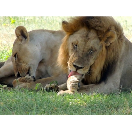 - Peel-n-Stick Poster of Female Lions African Lion Male Lion Licking Paws Poster 24x16 Adhesive Sticker Poster Print
