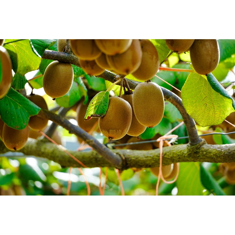 50 Seeds GOLDEN KIWI FRUIT Yellow Actinidia Chinensis Kiwifruit
