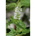thumbnail image 1 of 500 Graines de Menthe Verte (Menthe Anglaise) Mentha Spicata Herbe Fleur, 1 of 4
