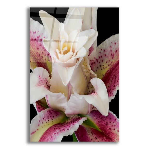 Epic Art 'Crowning Glory' by Pamela Plummer, Acrylic Glass Wall Art, 12"x16"