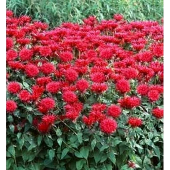 3 Bee Balm Fireball Monarda Plants in Separate 4 inch containers- Daylily Nursery…one plant per pot
