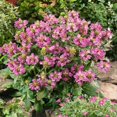 thumbnail image 2 of Outsidepride 50 Self Heal Prunella Bella Rose, Drought Tolerant, 2 of 3