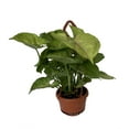 thumbnail image 2 of Pink Allusion Arrowhead Plant - Syngonium/Nepthytis - 4" Mini Hanging Basket, 2 of 2