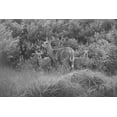 thumbnail image 4 of The Yellowstone Collection 24x17 Black Modern Wood Framed Wall Art Titled - White-tailed Deer with Fawns, Willow Park, Yellowstone National Park, 4 of 6
