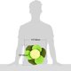 thumbnail image 5 of Juguete Snuffle para Perros, Cuenco de Rompecabezas para Olfatear Repollo para Alimentación Lenta, Juguete Dispensador de Juegos de Entrenamiento Iq Interactivo, Manta de Juego para Mascotas que Fomen Feliz Sencillez, 5 of 5