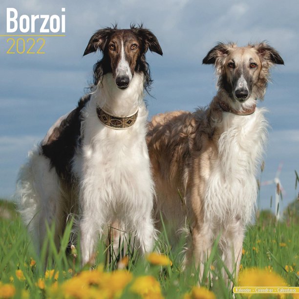 Borzoi Calendar 2022 - Borzoi Dog Breed Calendar - Borzois Premium Wall Borzoi Calendar 2022 - Borzoi Dog Breed Calendar - Borzois Premium Wall