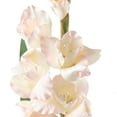 thumbnail image 4 of 12 Pack: White Gladiolus Stem by Ashland, 4 of 4