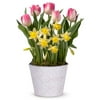 From You Flowers - Sweet Spring Tulip & Daffodil Bulb Garden (Fresh Plant)