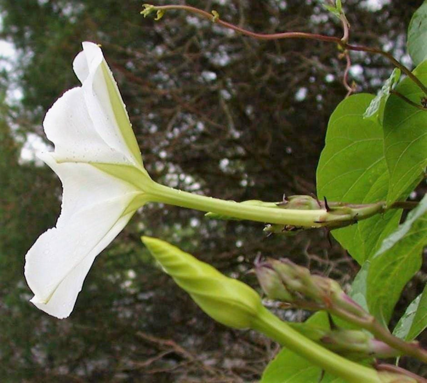 50 MOONFLOWER MORNING GLORY White Moon Flower Ipomoea Alba Flower Vine Seeds - image 5 of 10
