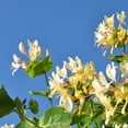 thumbnail image 2 of Yellow-White Honeysuckle Live Vine Plant, 4 to 6 Inch Tall in 4 Inch Pot, Climbing Flowering Plant for Outdoor Garden Perennial, 2 of 5