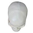 thumbnail image 5 of Modelo de esqueleto de cabeza anatómico humano adulto de tamaño natural Modelo anatómico de cráneo humano, 5 of 5