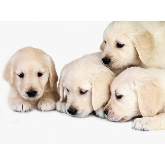 Golden Retriever Puppy Dogs Pet Puppies Cute Baby Animal Photograph Unframed Wall Art Print Poster Home Decor
